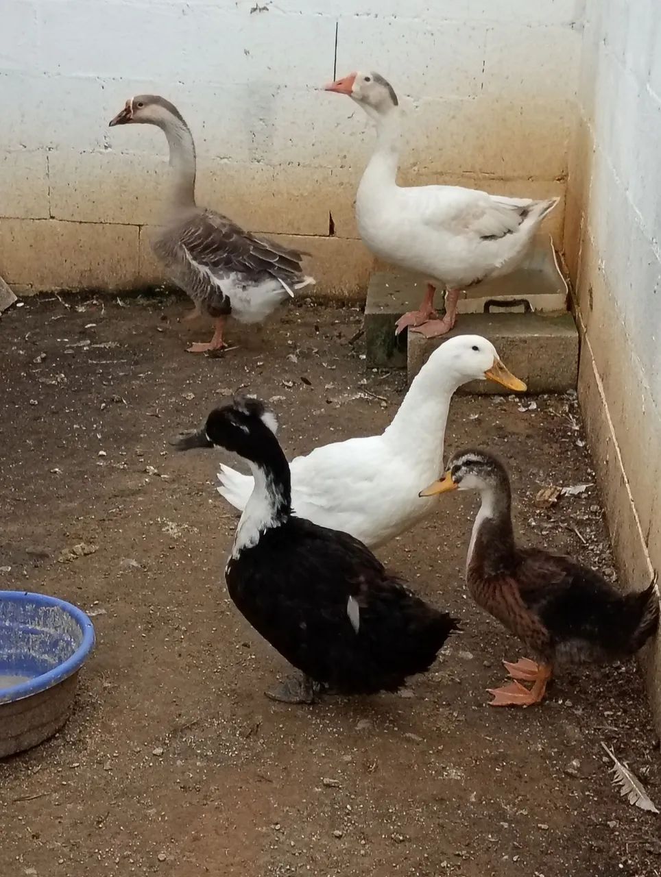 Patos 