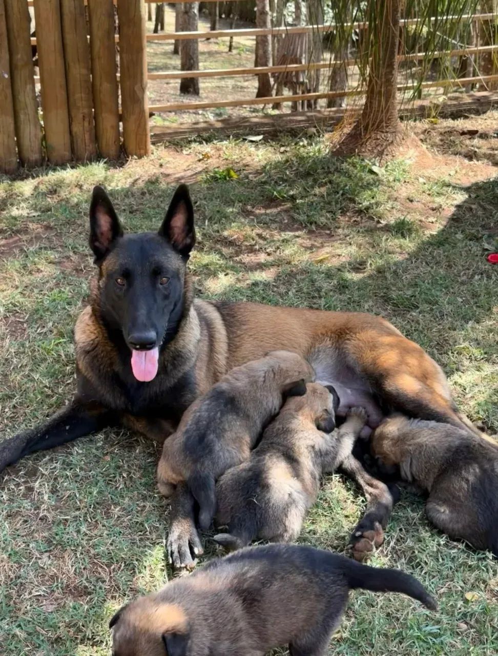 Pastora de Malinois Excelente Linhagem e Temperamento - Foto 4