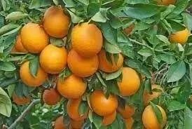 Laranja sanguínea (vermelha) - vendo mudas Enxertadas - Foto 6