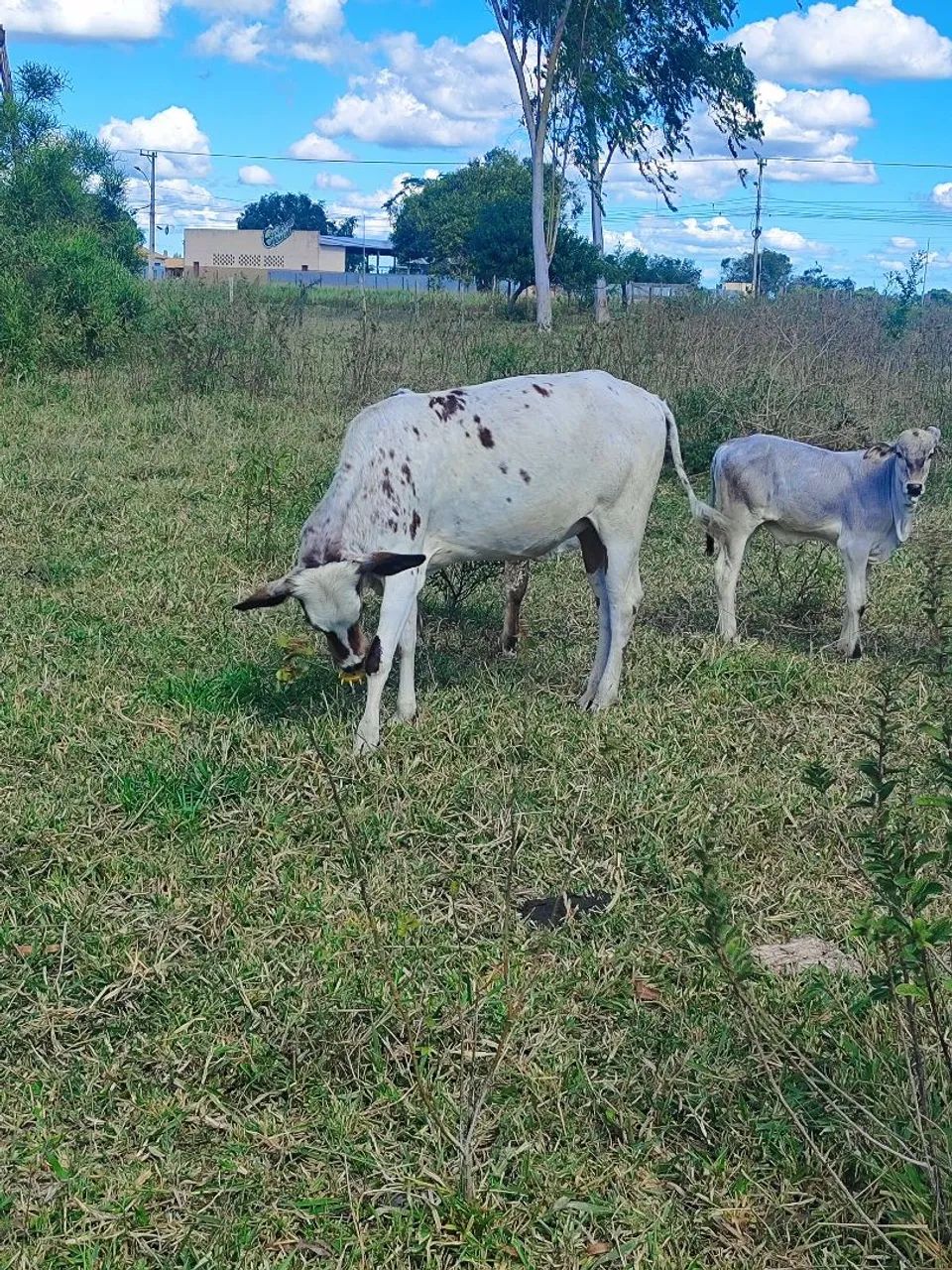 Vendo 2 bezerras 300 @ - Foto 5