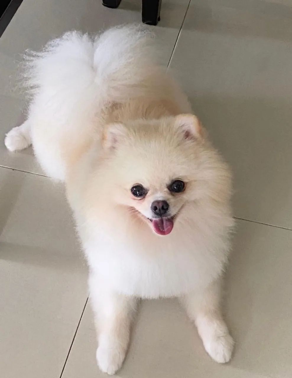 Spitz alemão macho - Foto 2