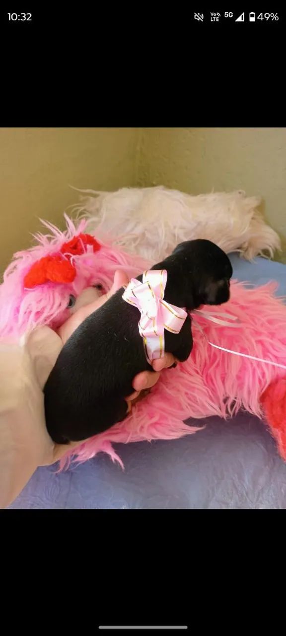 Cachorro  - Foto 3