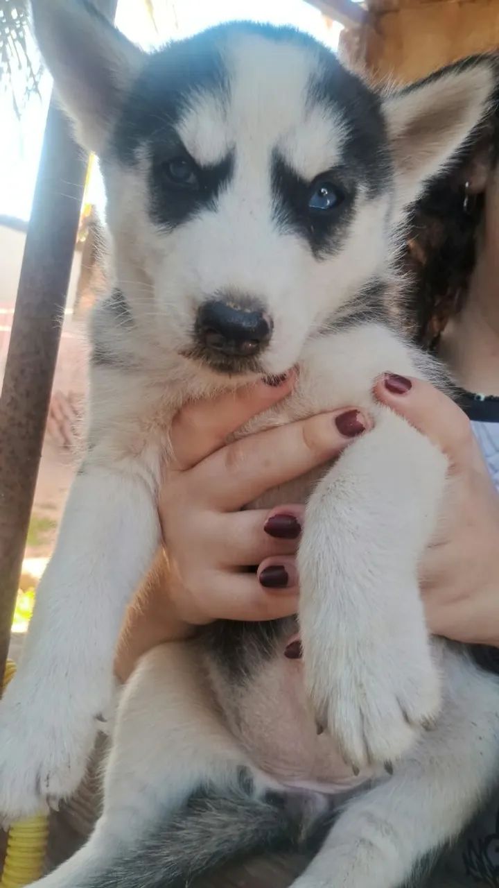 Husky siberiano  - Foto 2