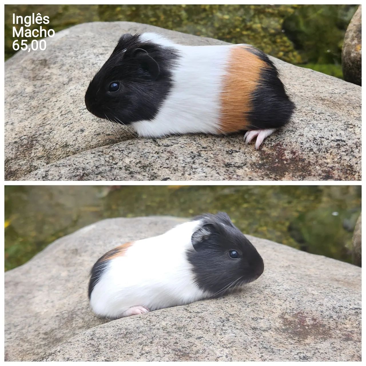 Porquinho da índia  - Foto 3