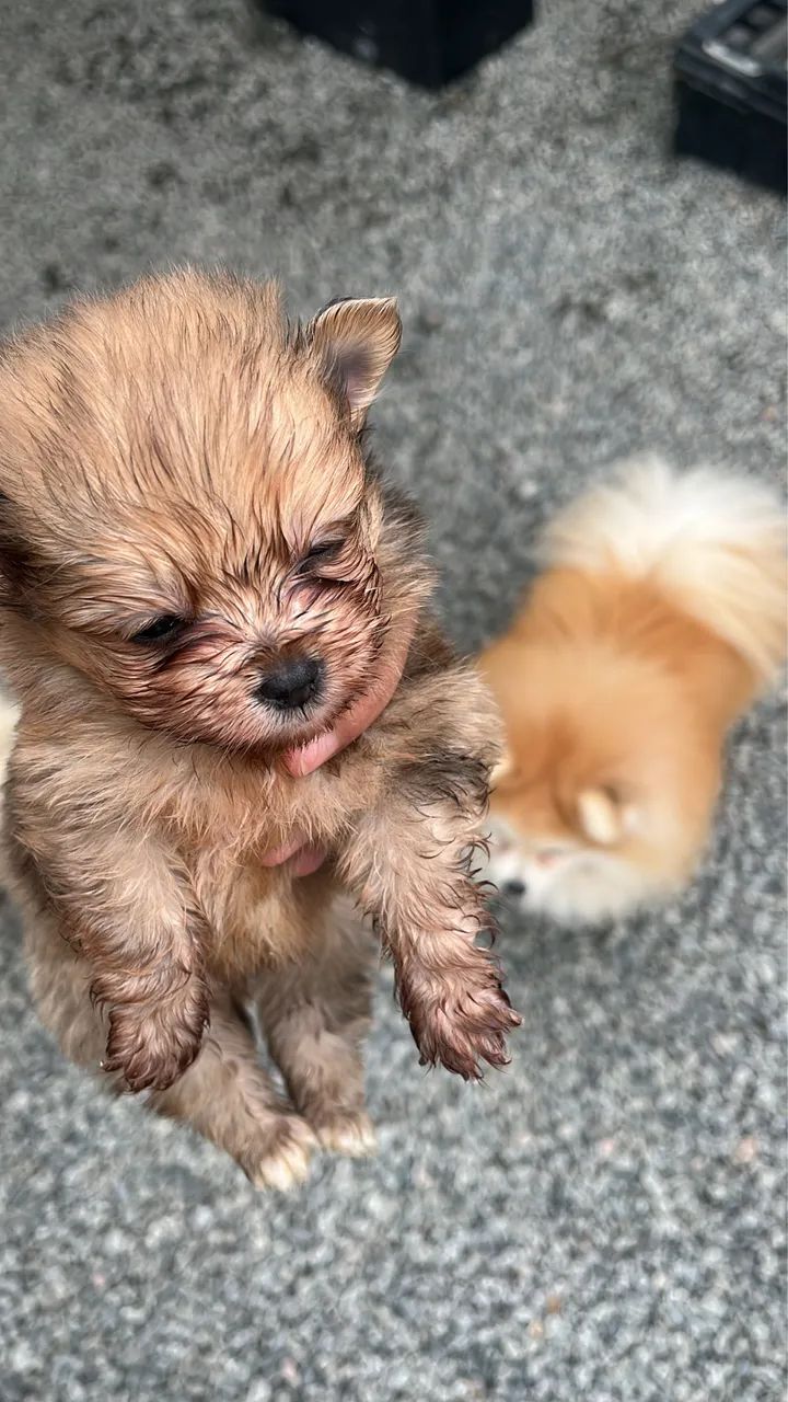 Cachorro - Foto 3