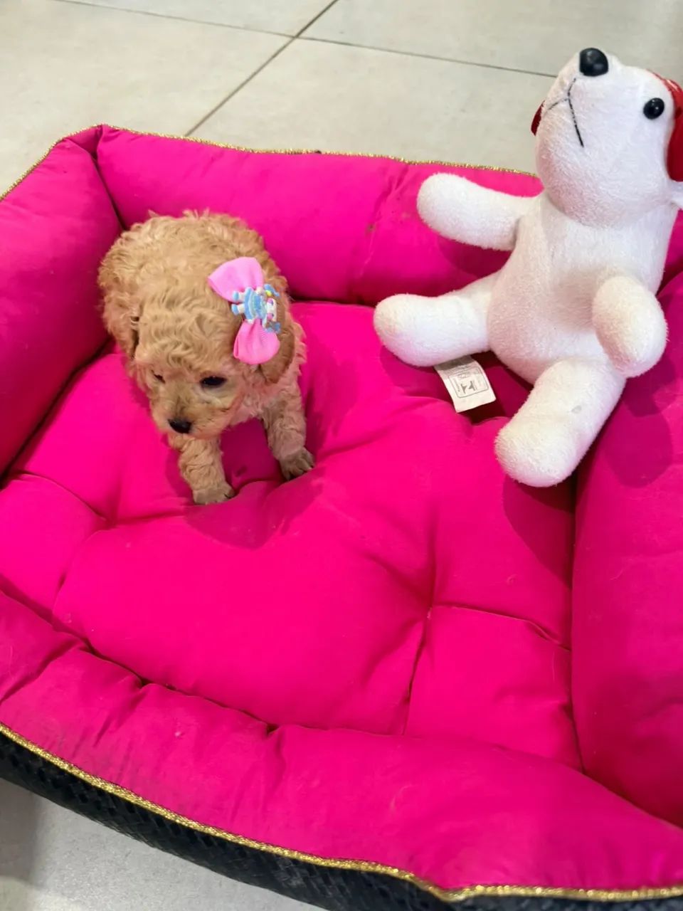 Poodle  - Foto 5