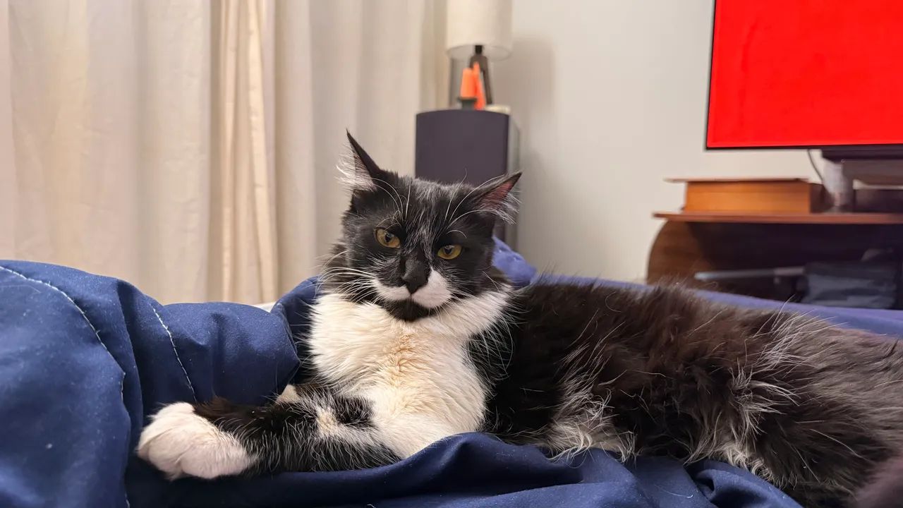 Gata para adoção - Foto 4