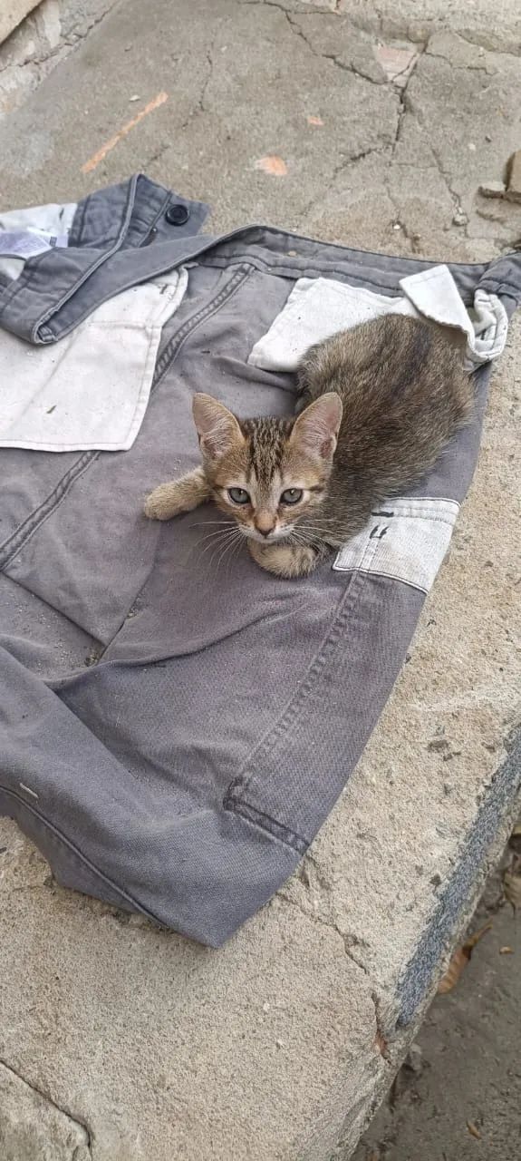 Doação de gatos - Foto 3