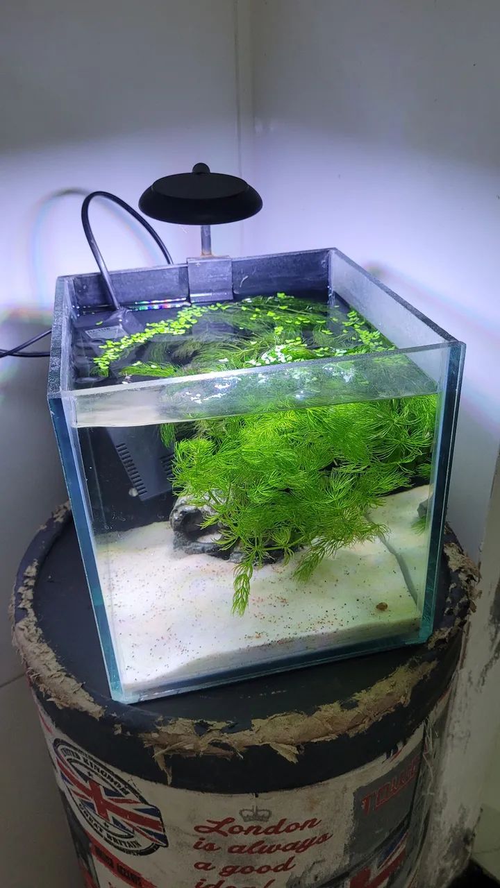 Aquario 20x20x20 - Foto 2