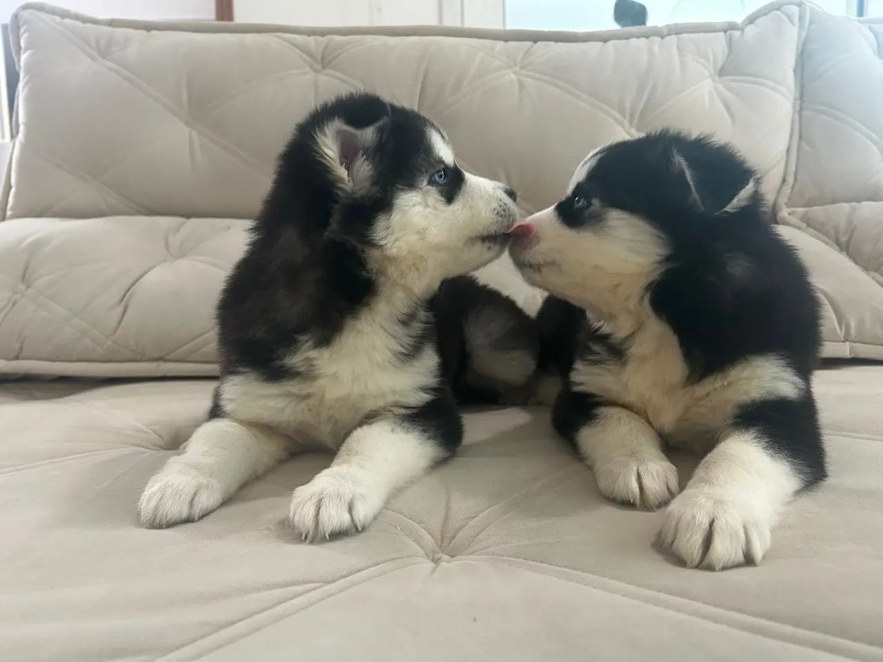 Filhotes de Husky Siberiano pedigree CBKC  - Foto 5