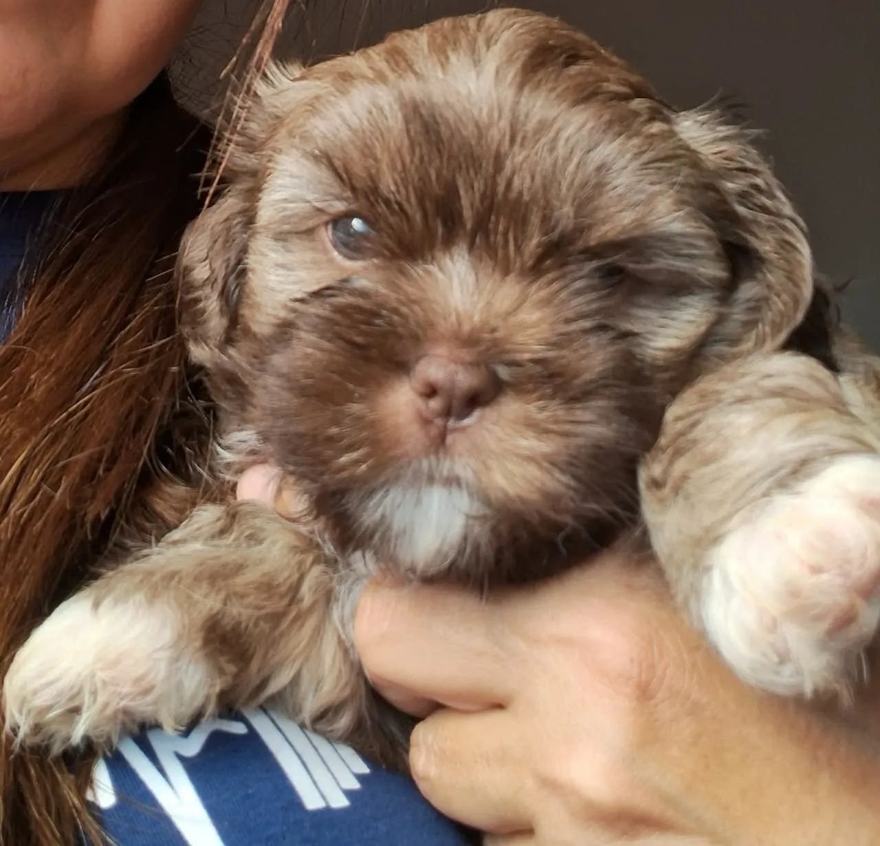 Cachorros - Foto 5