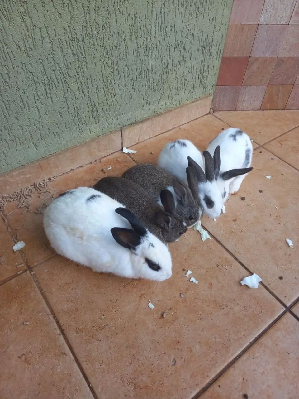 Doação de coelho ? - Foto 2