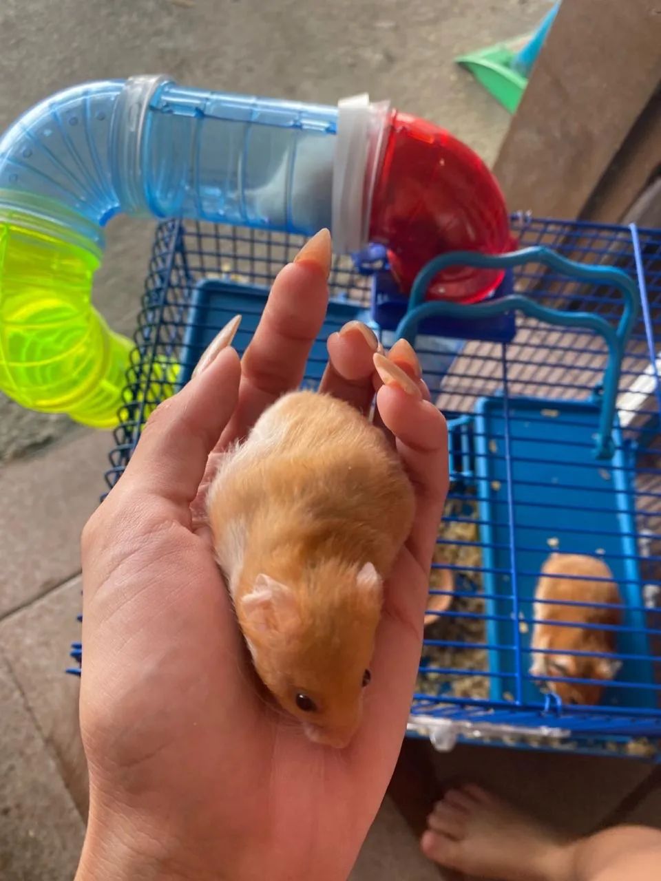 Vende-se hamster sírio  - Foto 4