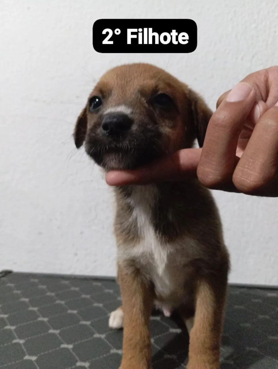 pets doação - porte medio tenho 4M apenas - Foto 5