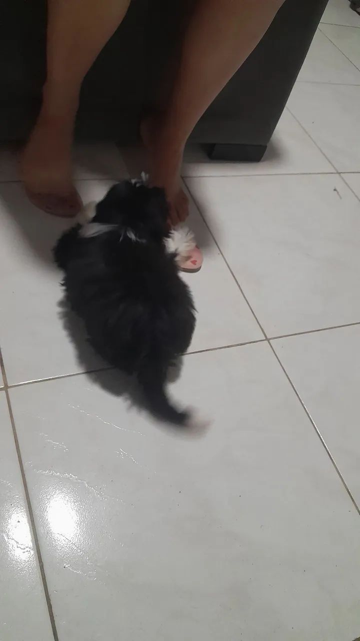 Shihtzu  - Foto 2