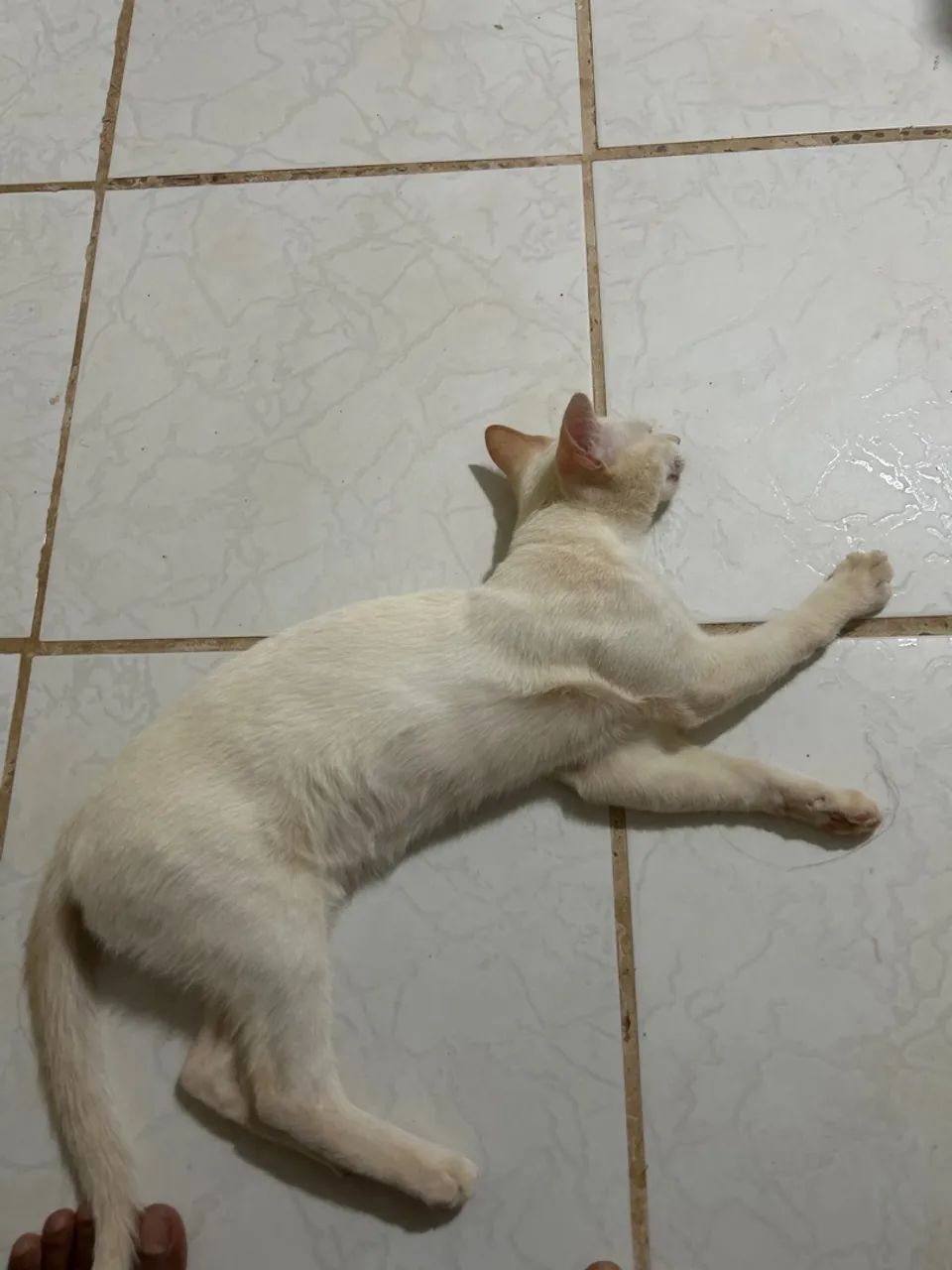 Gato para doação 