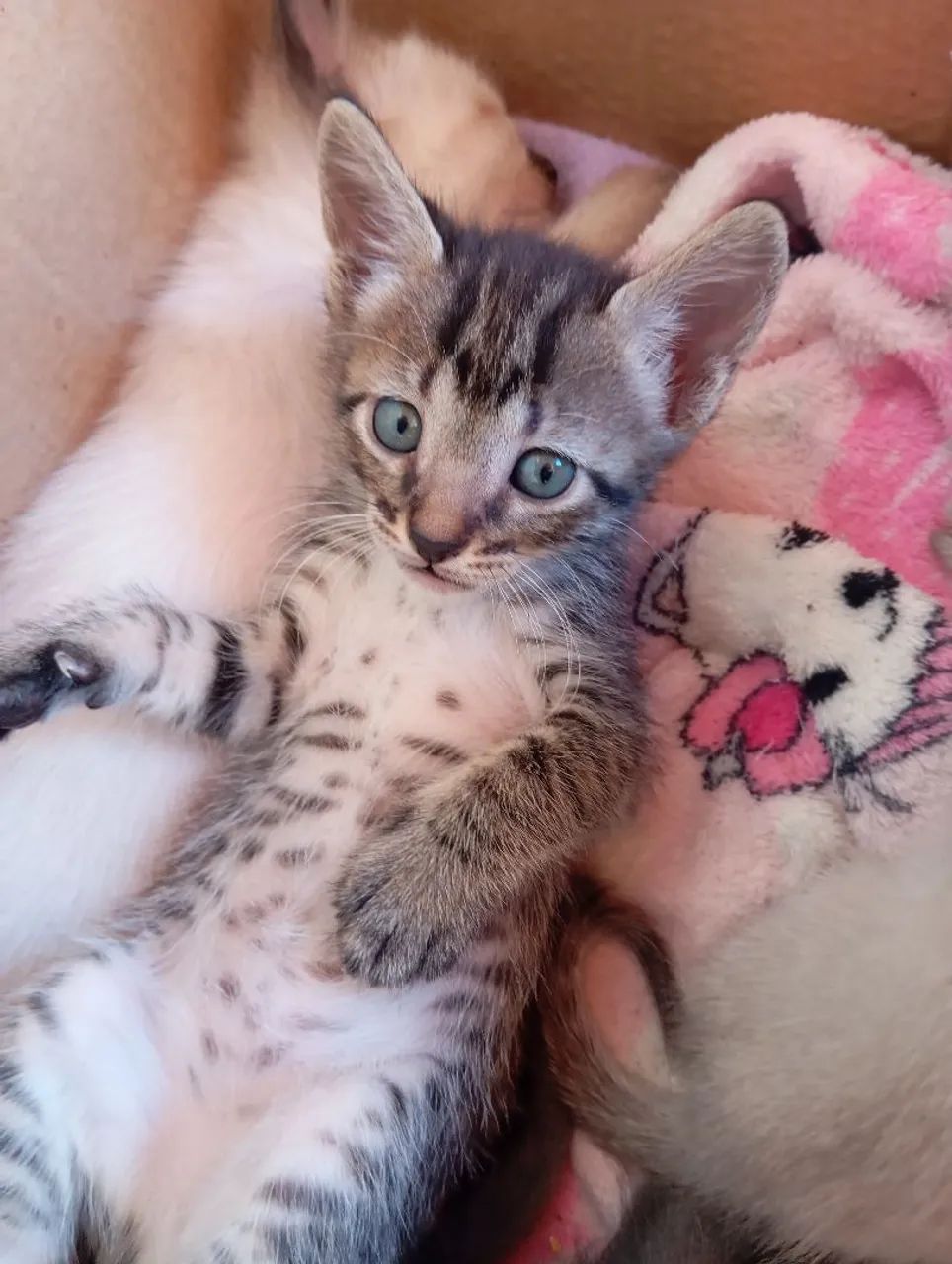 Doação gatos