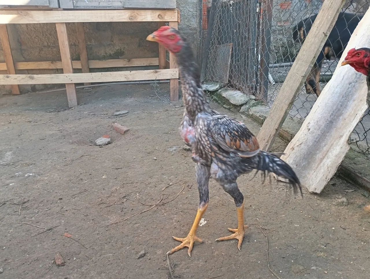 Frango mura