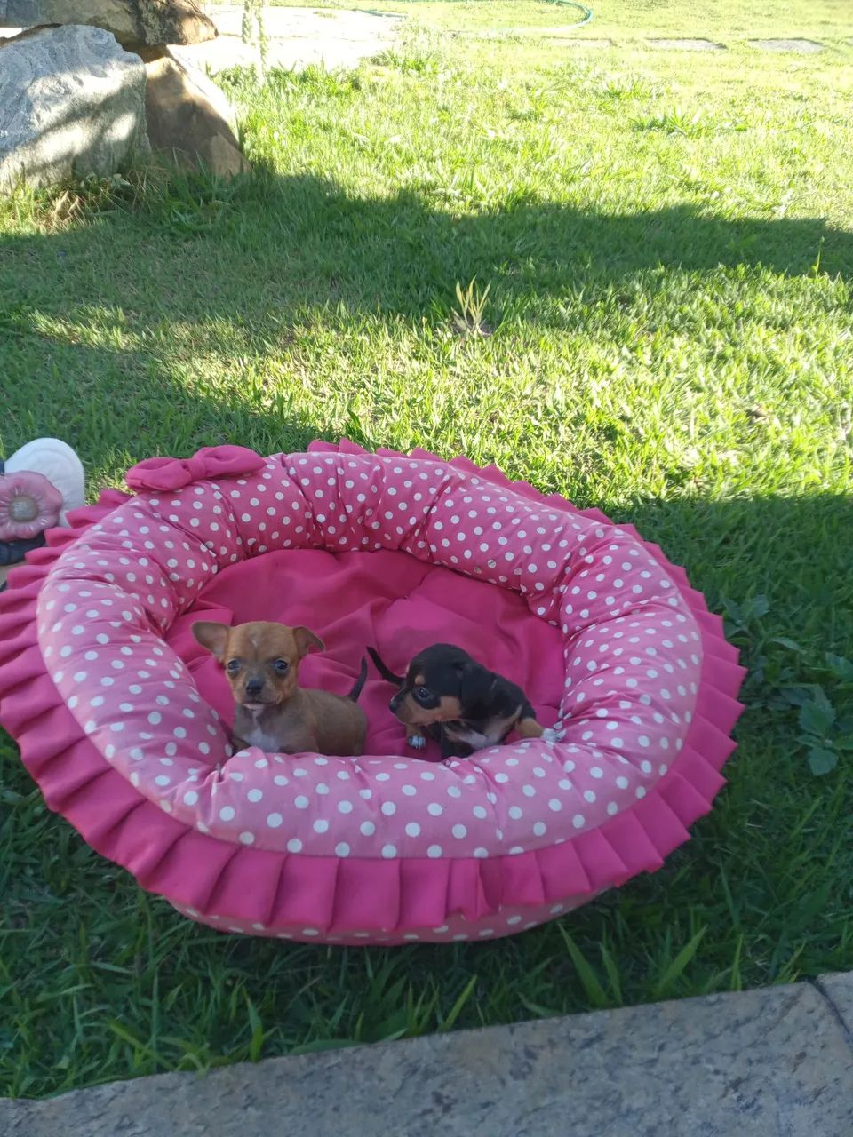 Pinscher mini - Foto 4