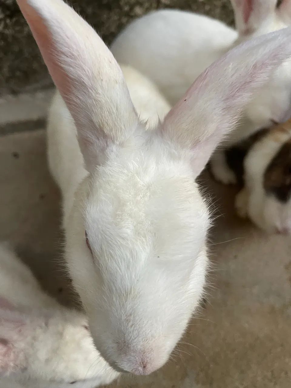 Venda de coelhos  - Foto 4