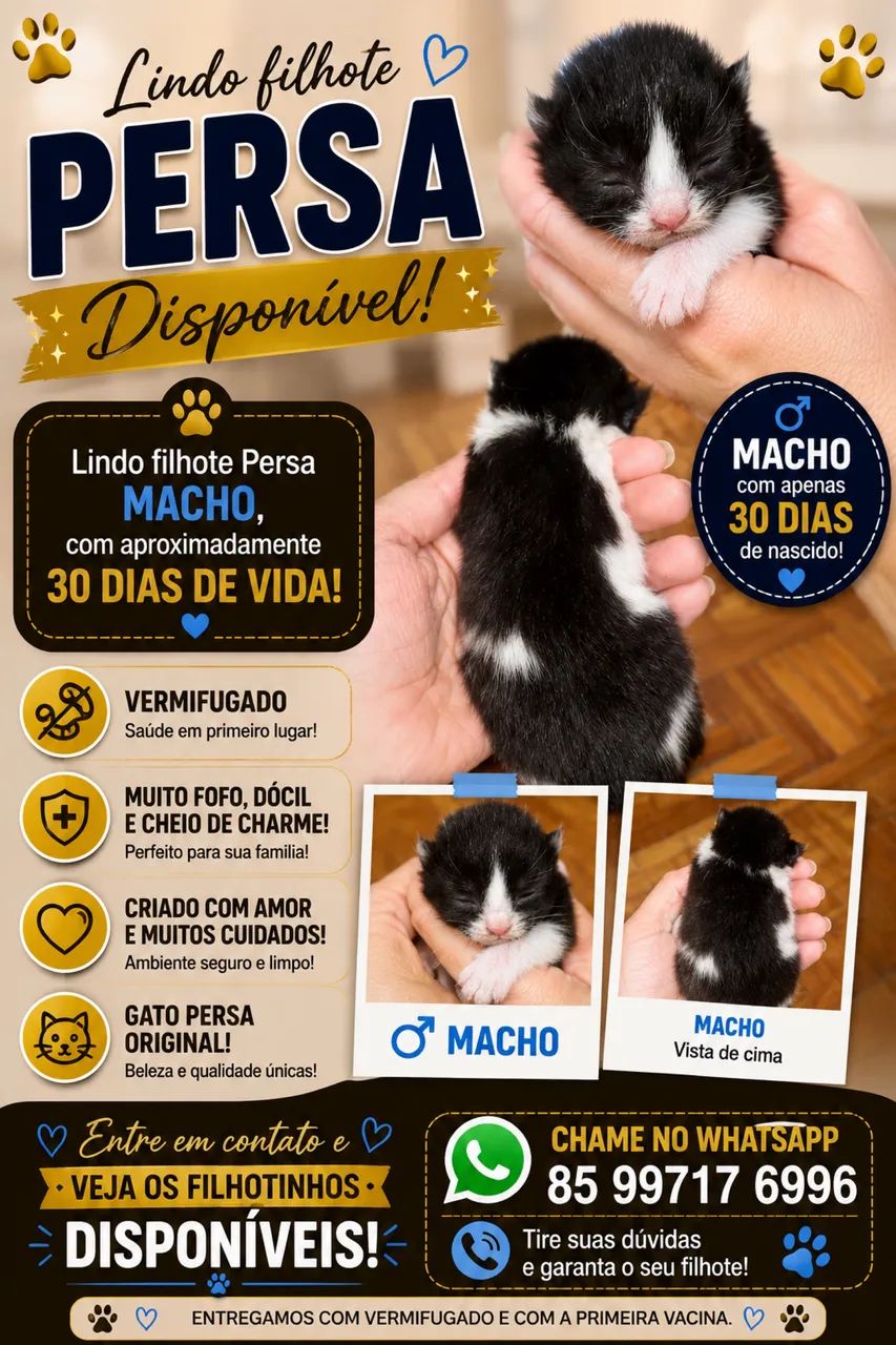 Gato persa  - Foto 2
