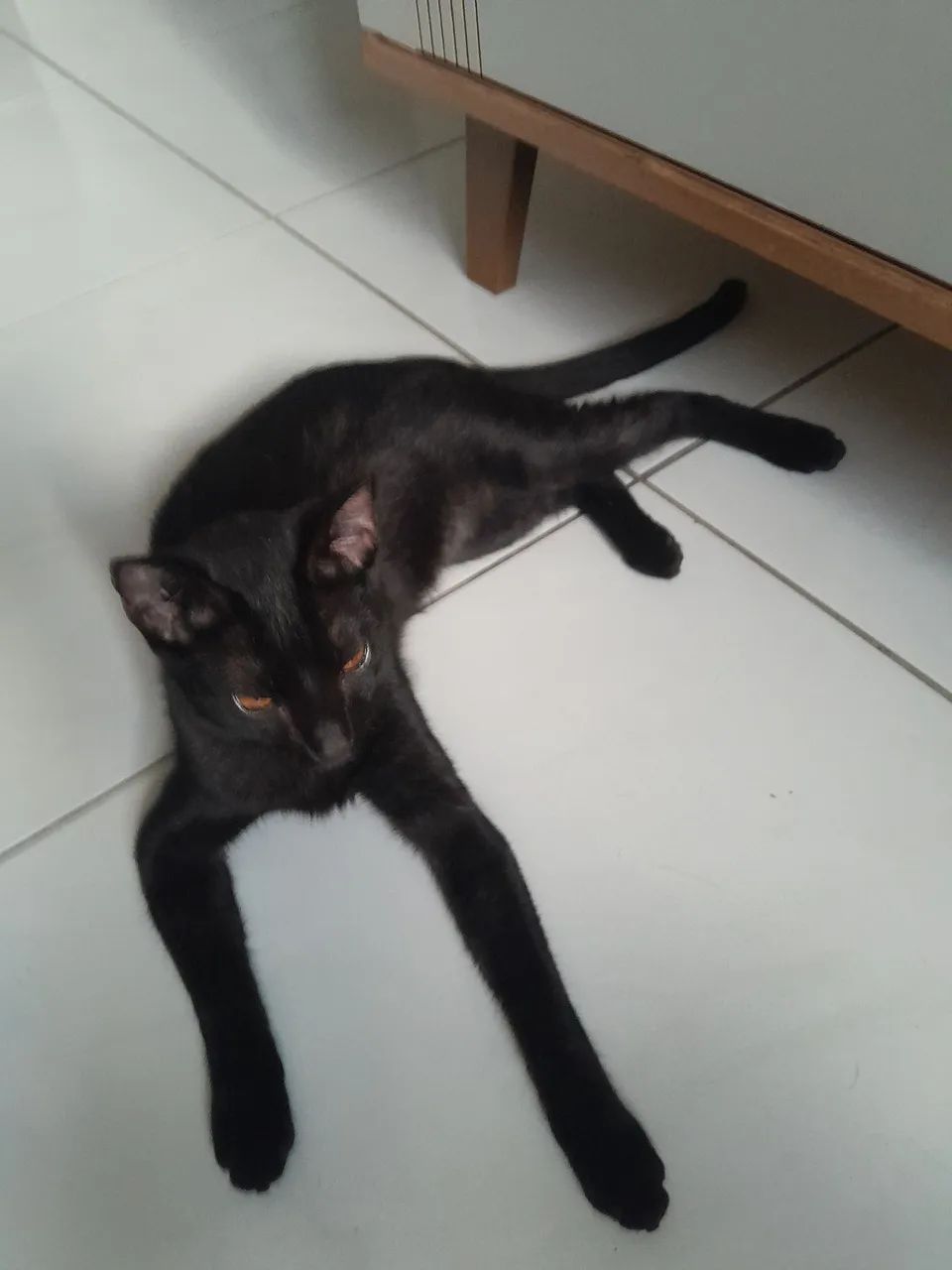 DOAÇAO DE GATA - Foto 3