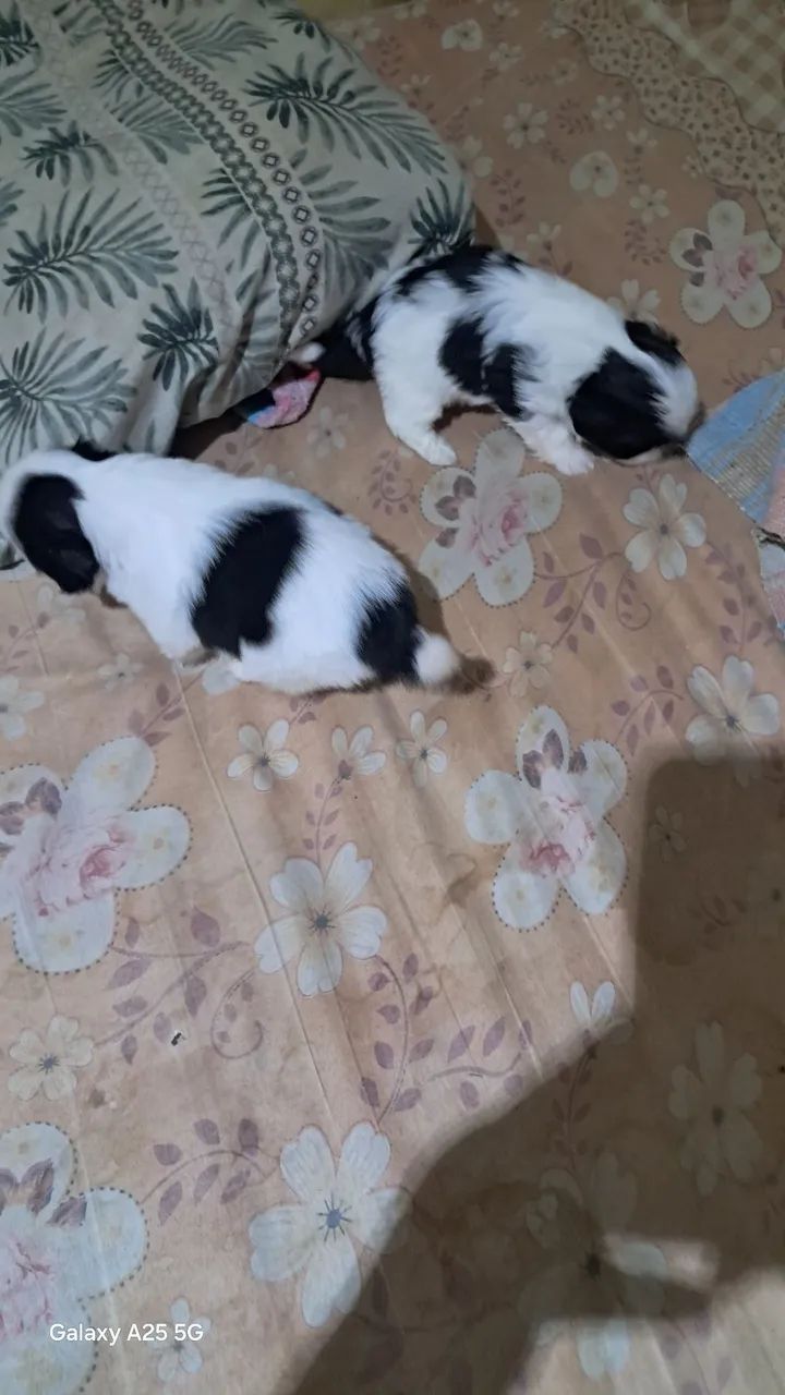 Shih-tzu filhotes  - Foto 3