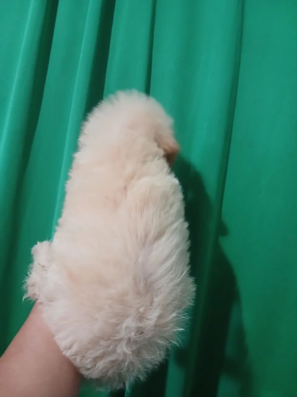 Poodle toy  macho original de pai e mae - Foto 2
