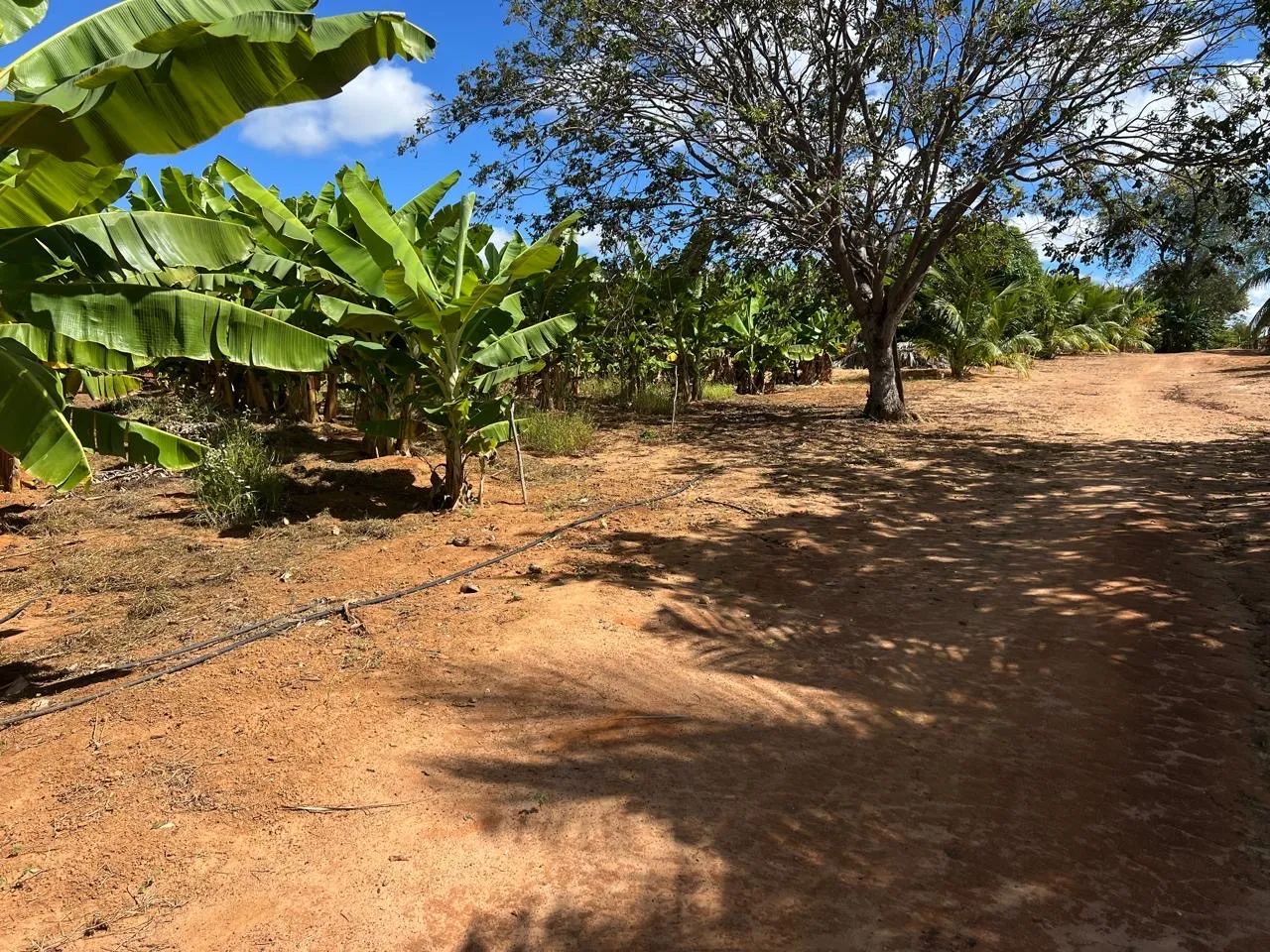 Sítio em Caraíbas BA - Foto 3