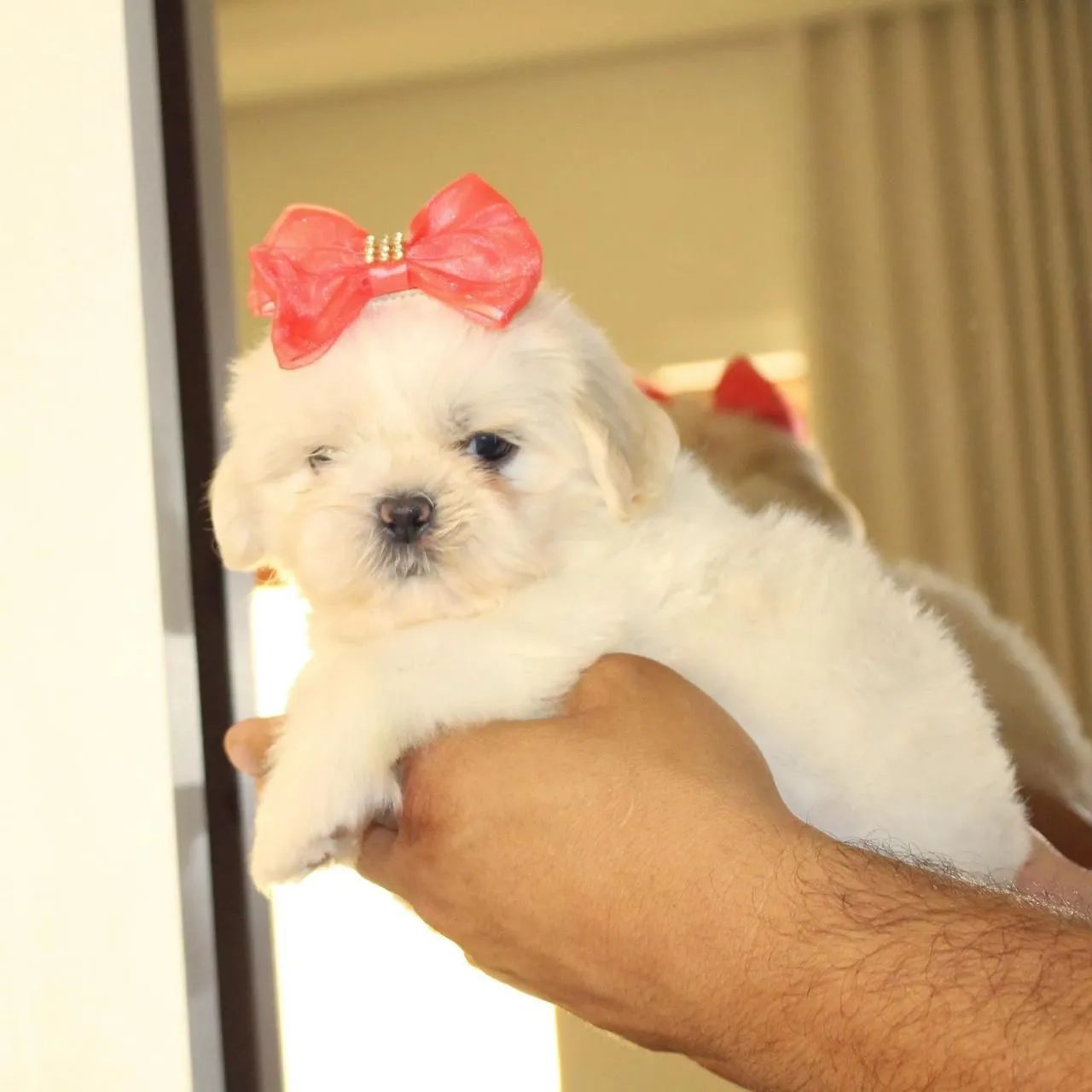 SHIHTZU com pedigree  - Foto 3