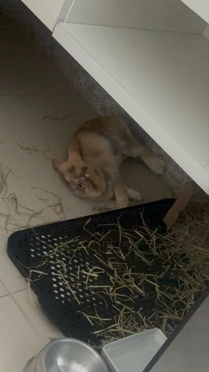 Coelha mini lopi - Foto 3