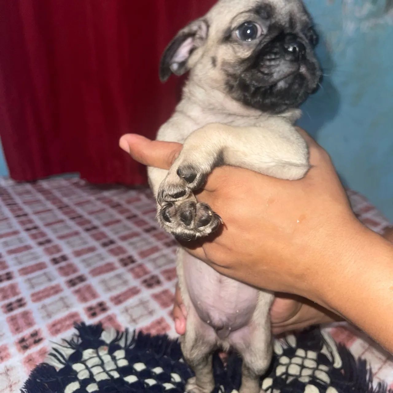 Pug filhote - Foto 4