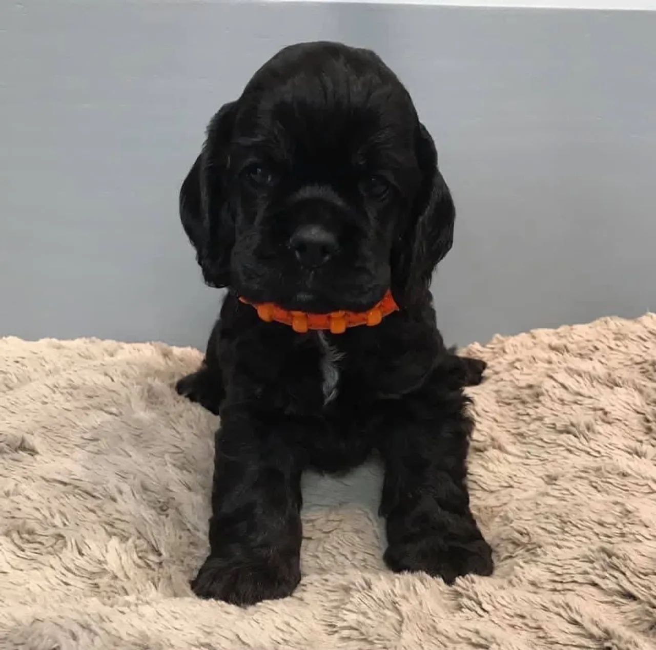 Cocker spaniel puro 