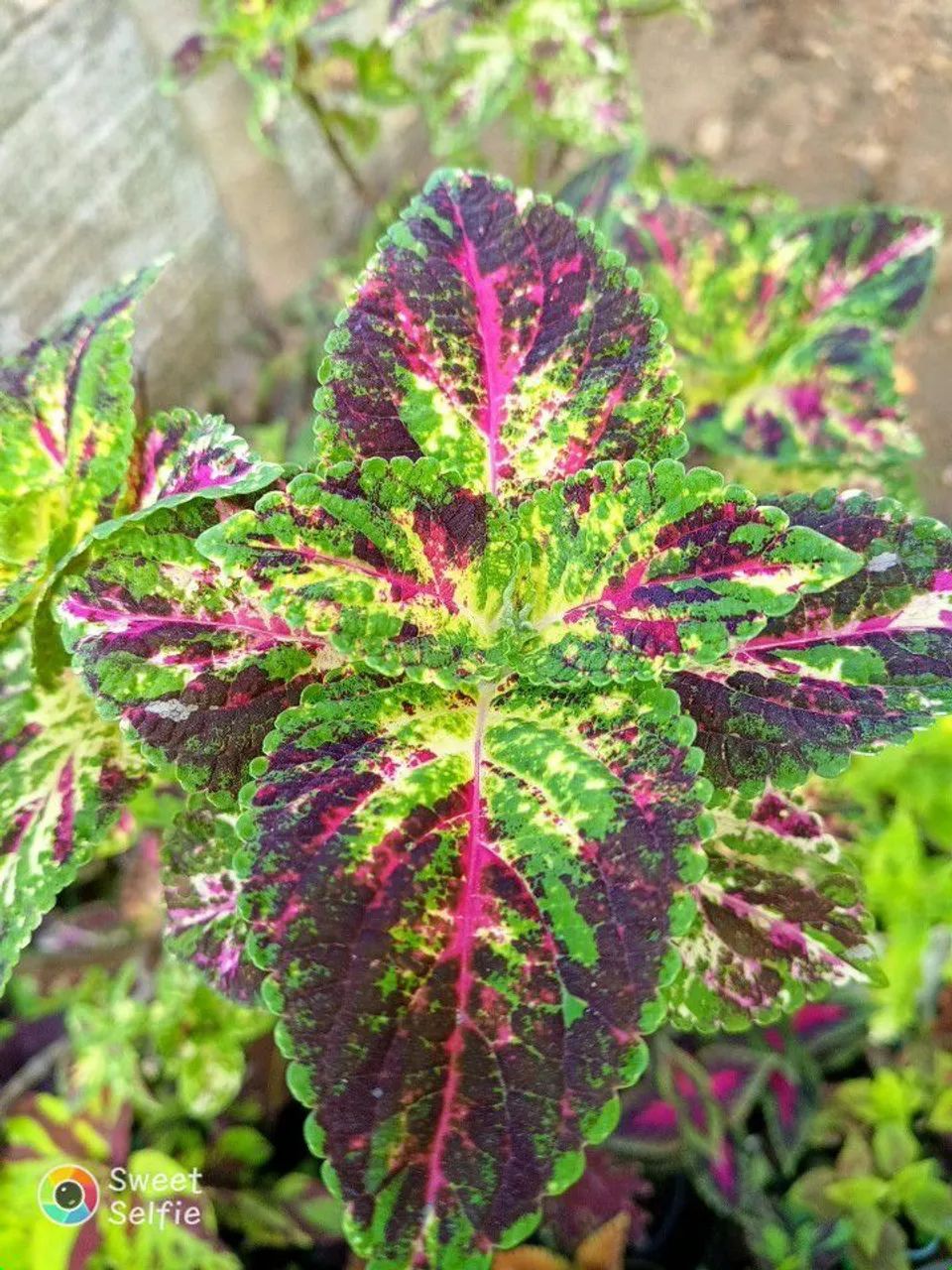Lindas mudas e estacas de coleus ? - Foto 3
