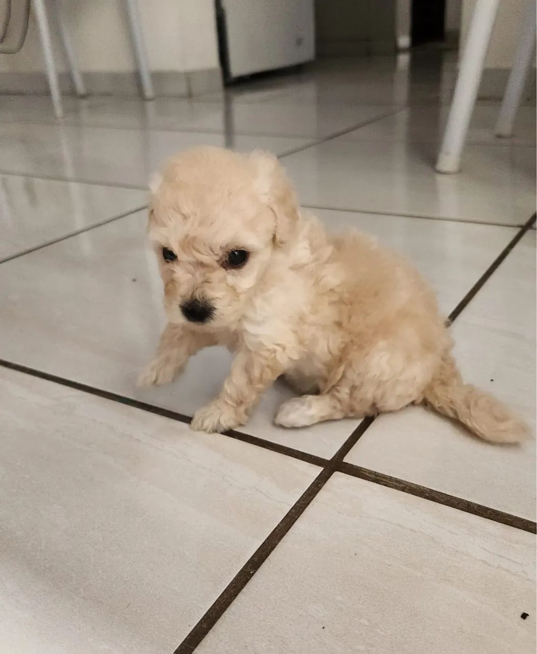 Filhote poodle - Foto 2