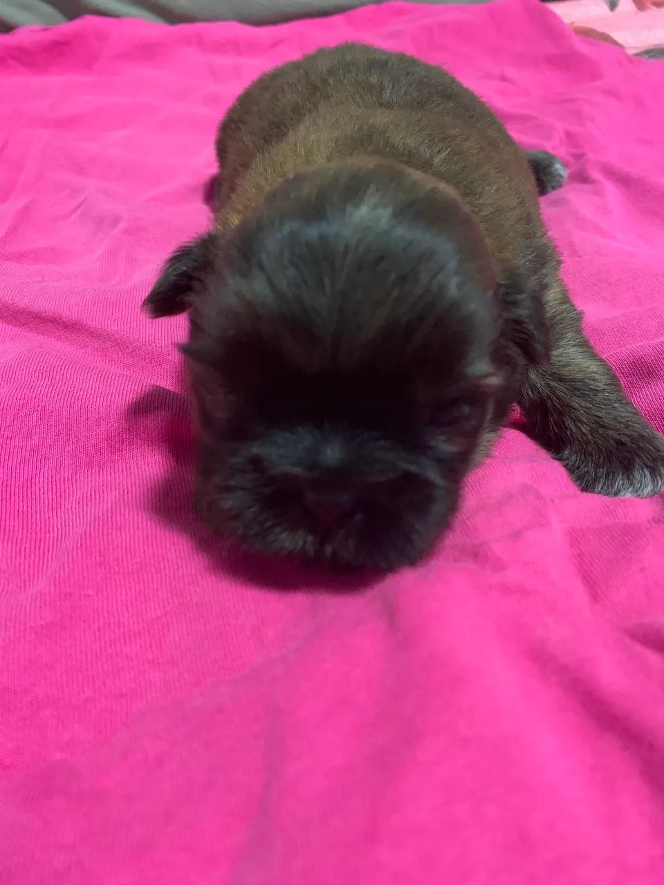 Filhotes de Shitzu - Foto 3