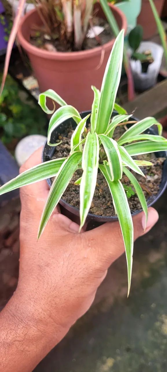 Lindas mudas de plantas  - Foto 4