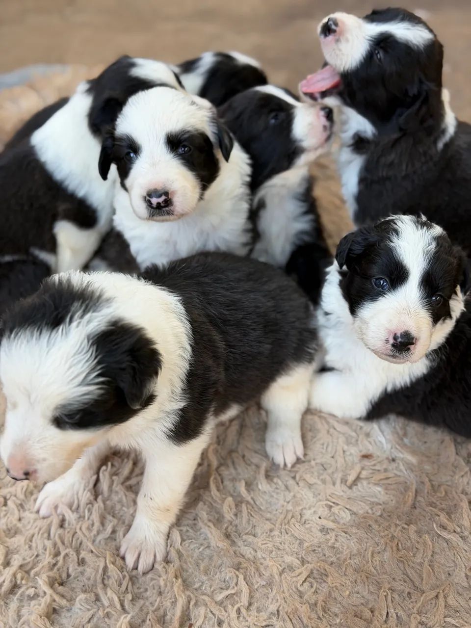 Border Collie - Foto 2
