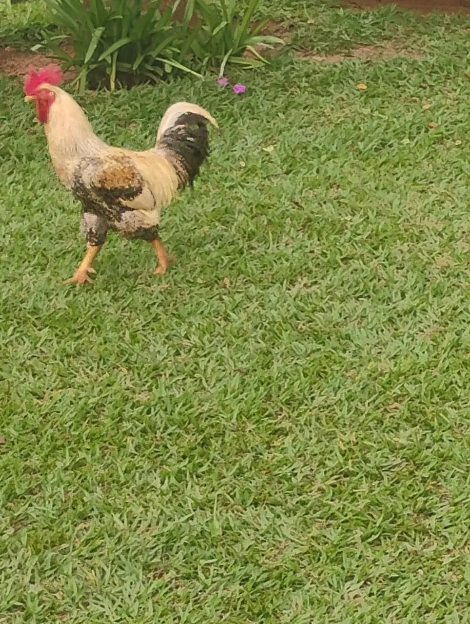 Galo - Foto 2