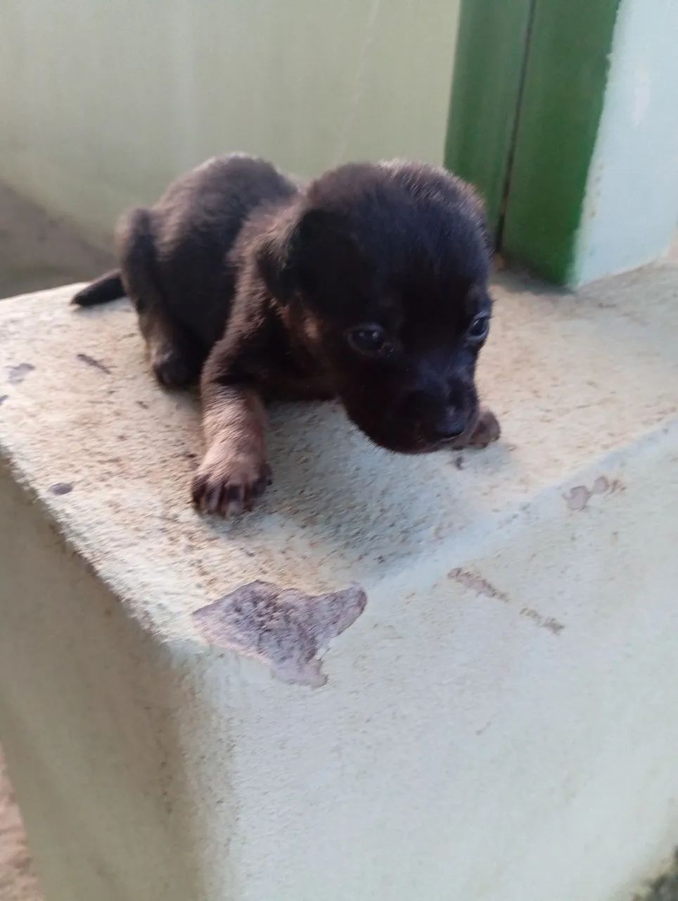 Filhotes de cachorro vira lata para adoção - Foto 6