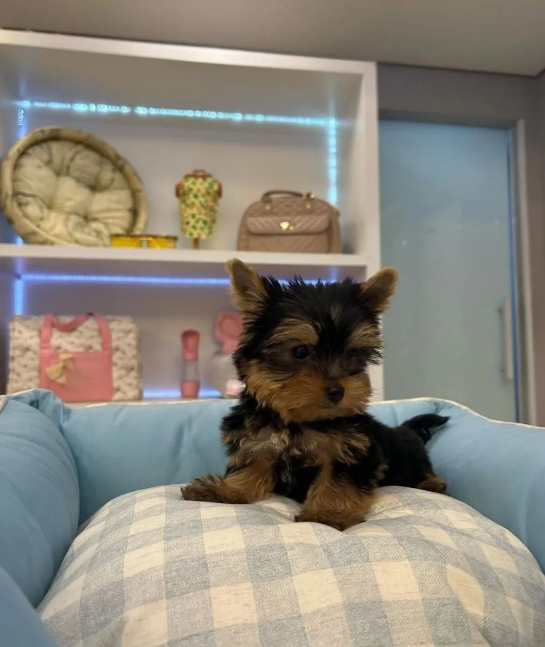 Micro yorkshire terrier registrados! - Foto 3