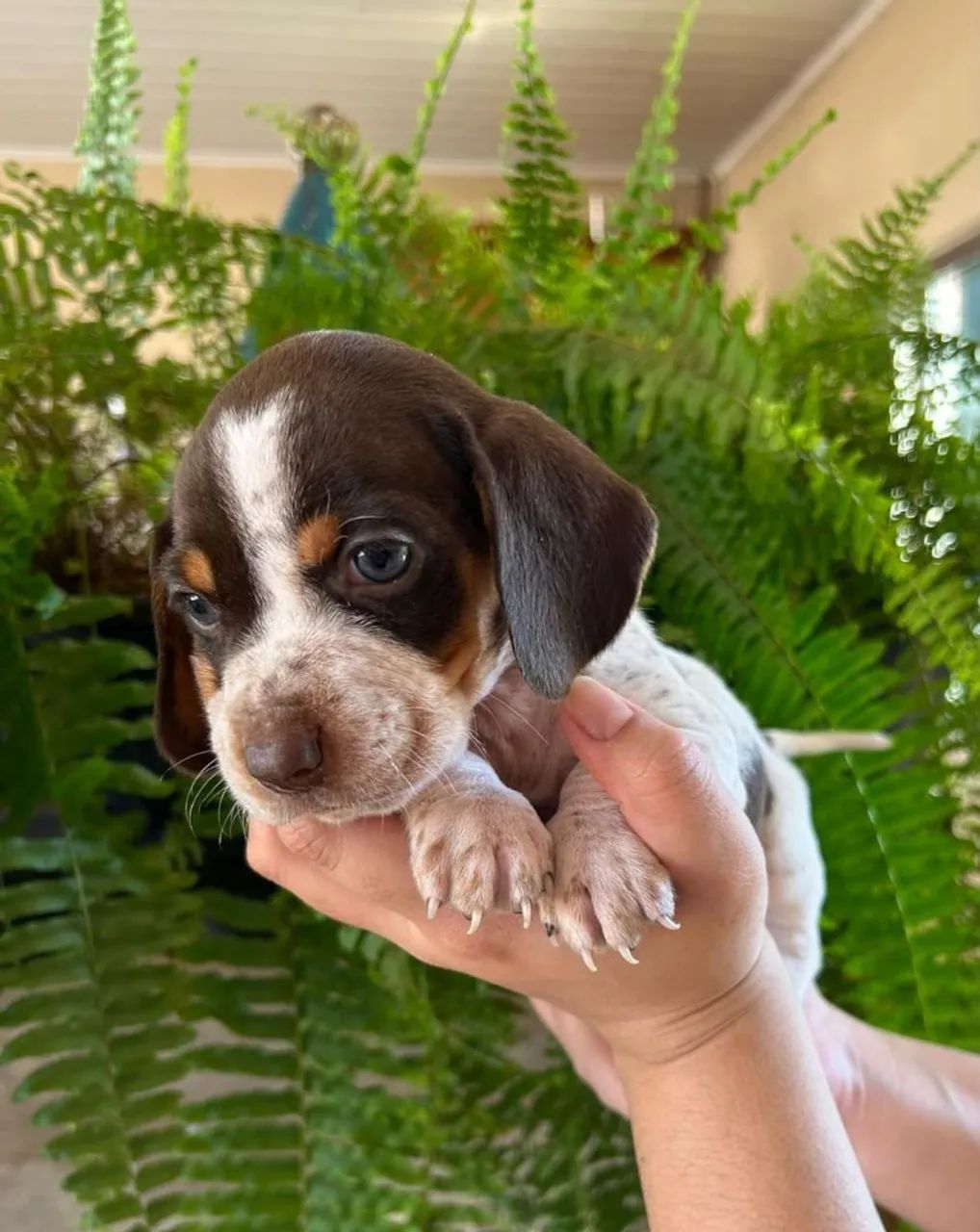 Basset macho - Foto 2