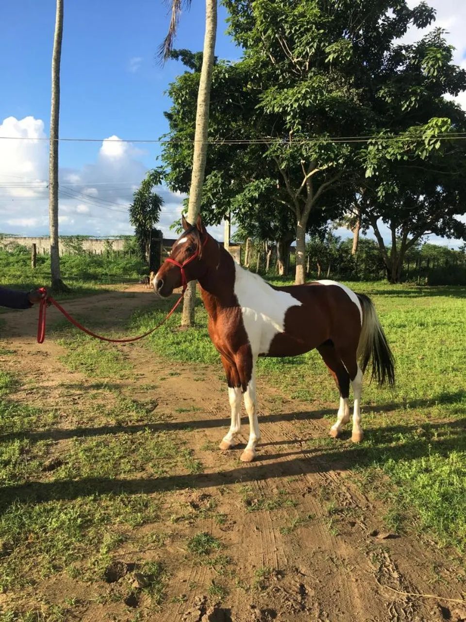 CAVALO MANGA LARGA  - Foto 2