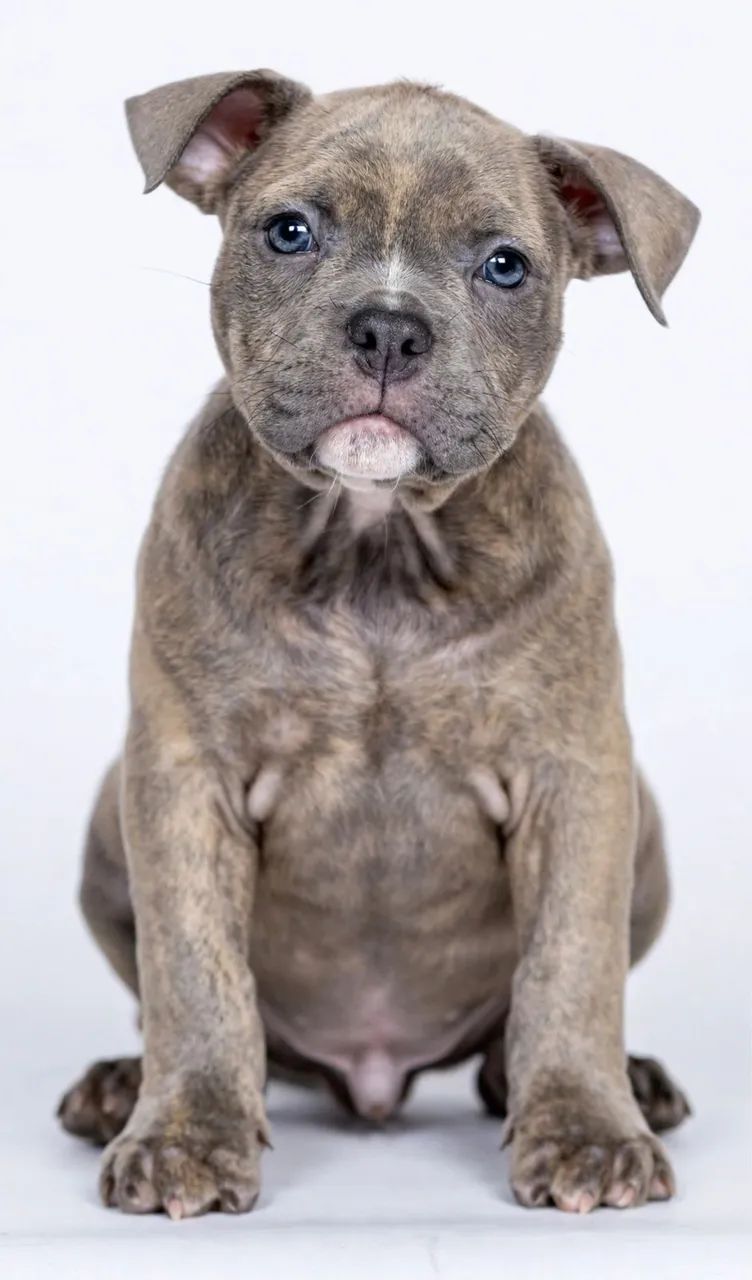 American Bully  - Foto 3