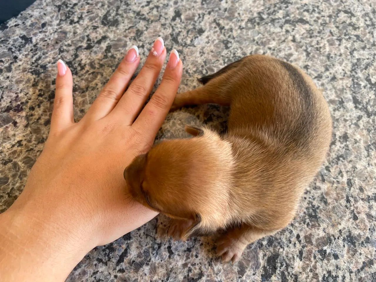 Pinscher  - Foto 4