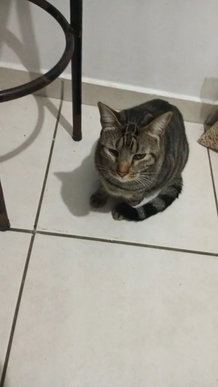 Doa -se Gatos  - Foto 5