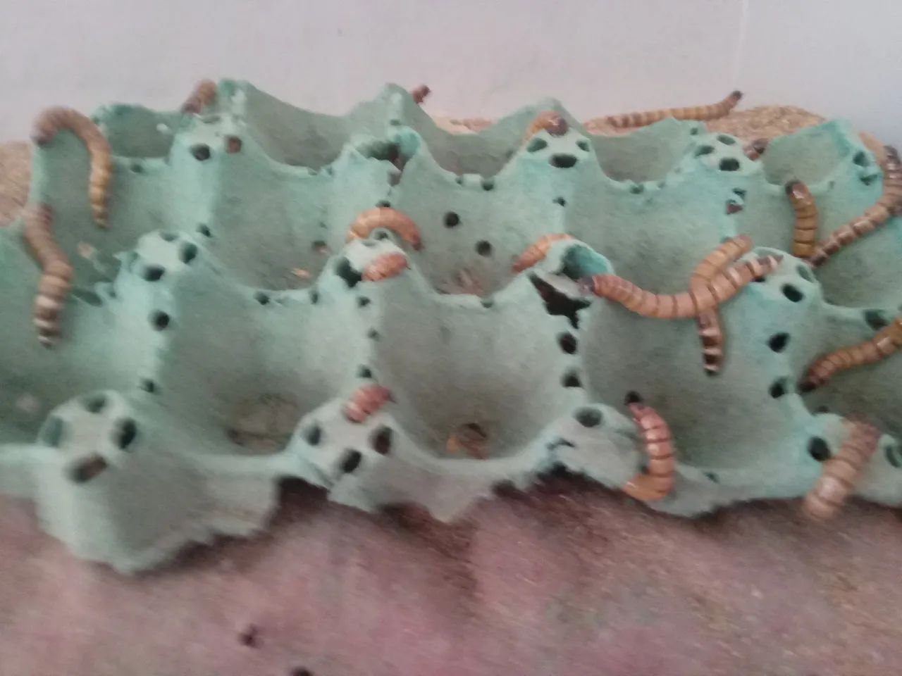 Tenebras gigantes para aves e peixes  - Foto 2