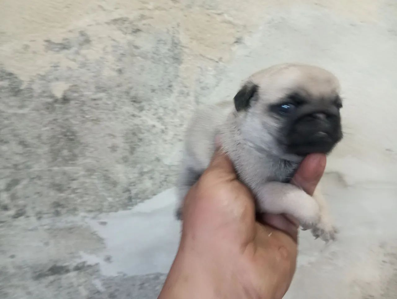 Lindos filhotes pug  - Foto 2