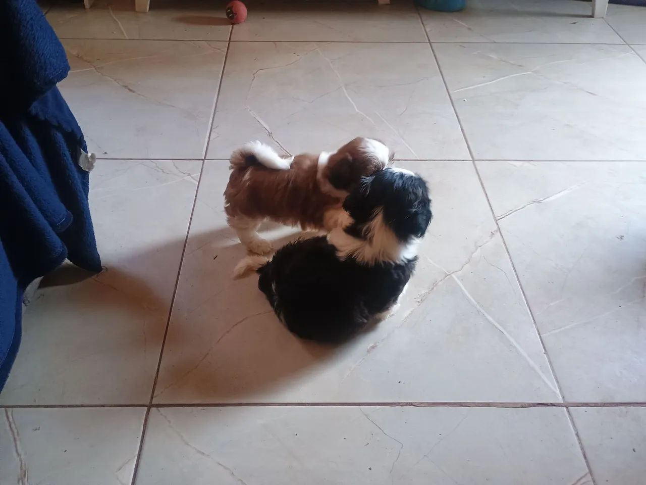 Shih-tizu 700,00 - Foto 3