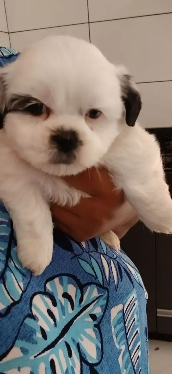Urgente.  - Foto 4